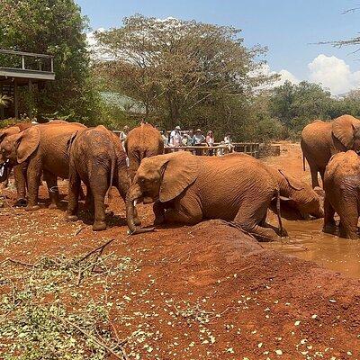 Nairobi National Park, Baby Elephant Orphanage and Giraffe Center