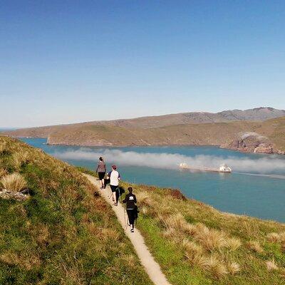 Lyttelton Shore Excursion - Guided Walking Tour and Picnic 