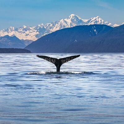 Kaikoura Day Tour with Whale Watching From Christchurch