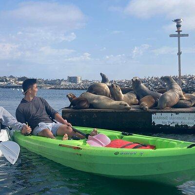 Kayaking with Sea Lions in a Calm Beautiful Harbor