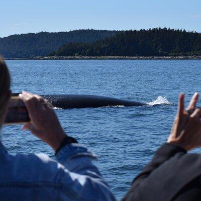 3.5 Hour Crowd-Skipping Whale Tour in Juneau Alaska
