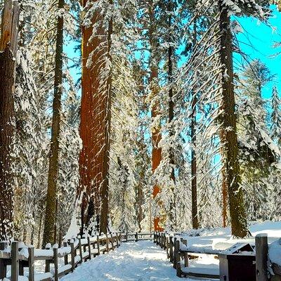 5 Star Rated Winter Private Tour in Sequoia