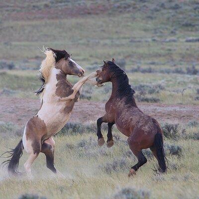 Wild Mustang Half Day Tour - Cody Wyoming - Private