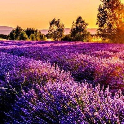 Lavender Fields Full Day Private Tour From Marseille