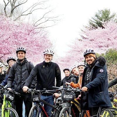 Washington DC Cherry Blossoms By Bike Tour