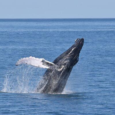 Whale Dolphin and Bird Watching Ecotour Cruise