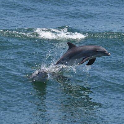 Dolphin and Bird Watching Ecotour Cruise