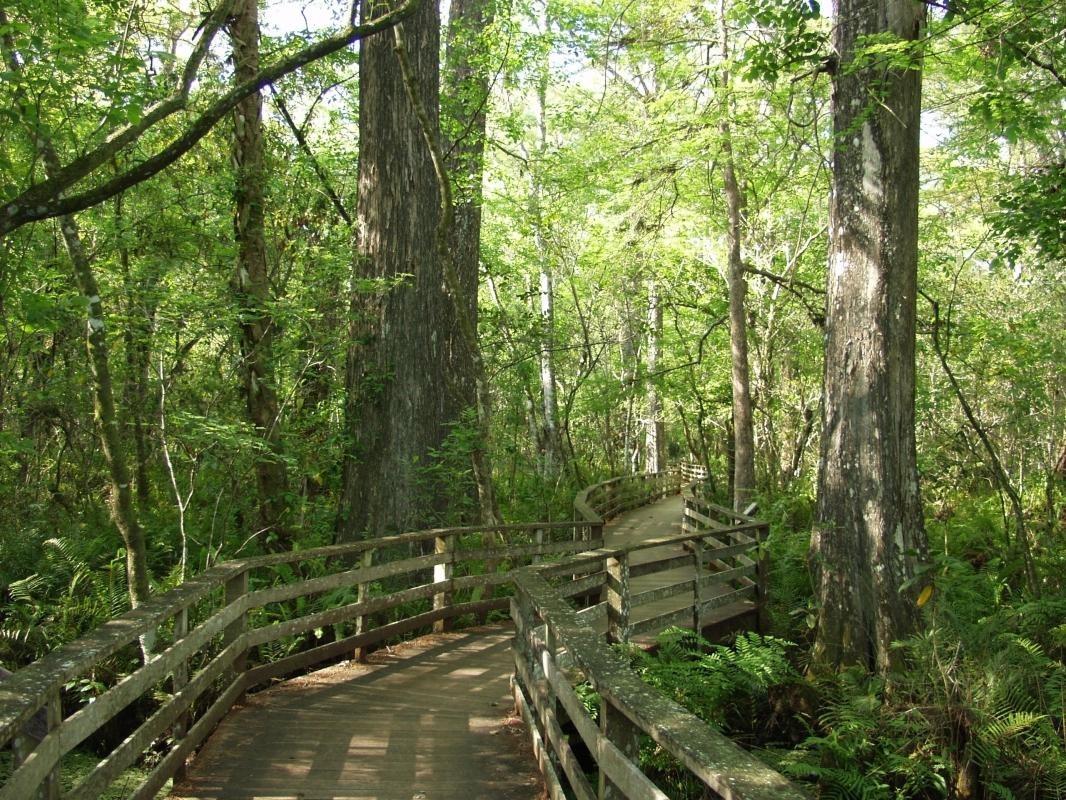 Six Mile Cypress Slough Preserve