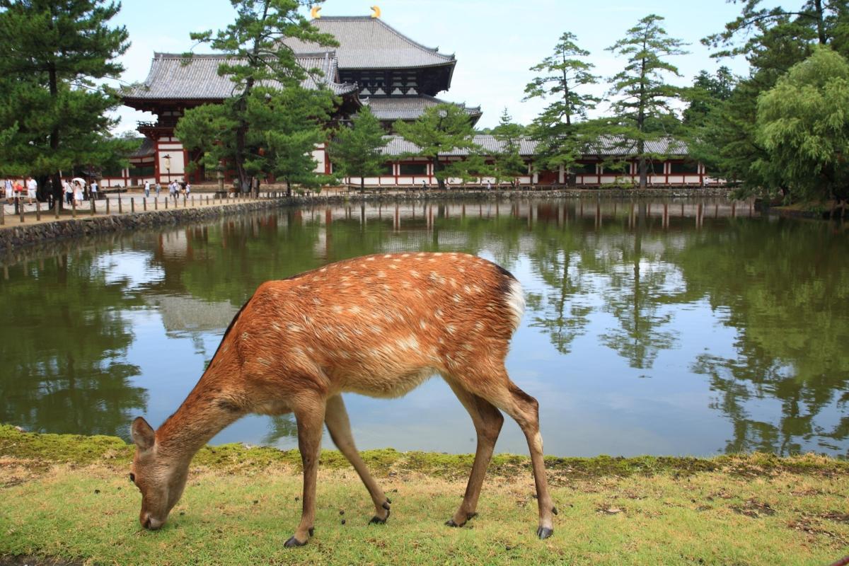 Nara Park (Nara Koen)