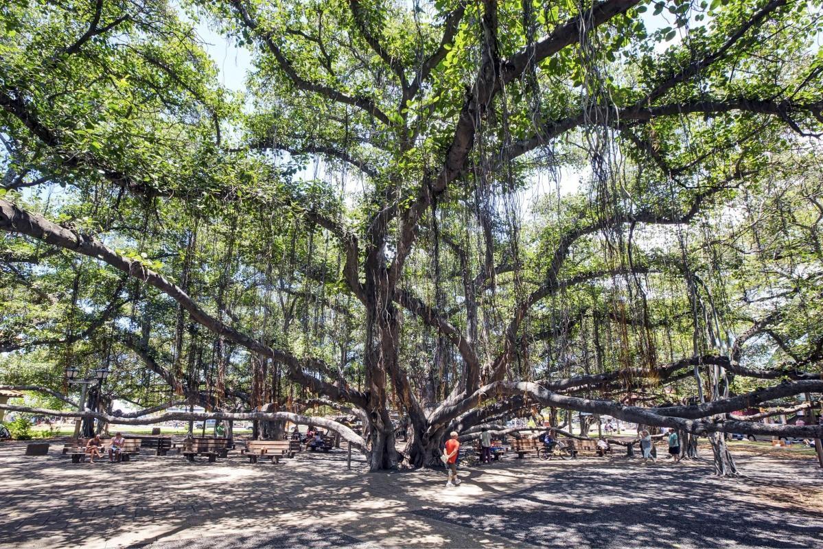 Banyan Tree Park