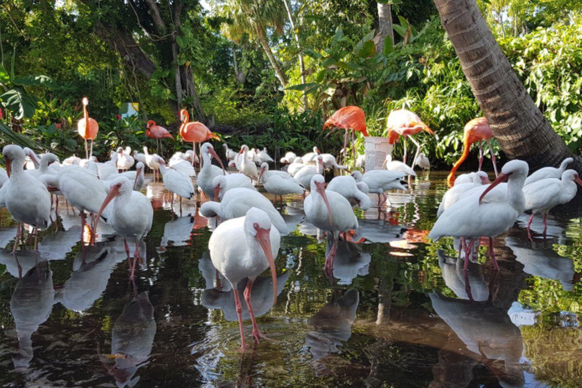 Flamingo Visitor Center