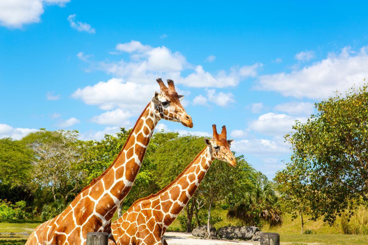 Zoo Miami (Miami-Dade Zoological Park and Gardens)
