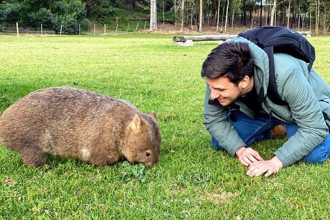 Wild Wombat and Kangaroo Day Tour