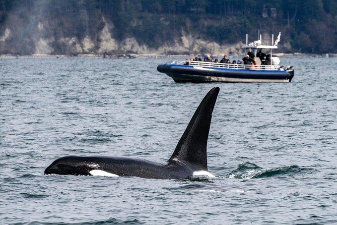 Half-Day Anacortes Whale and Wildlife Watching Guided Adventure