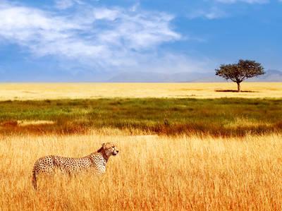 African Safari: Kenya And Tanzania