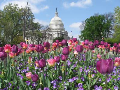 Washington, D.C. Ultimate Getaway Roundtrip From Chicago